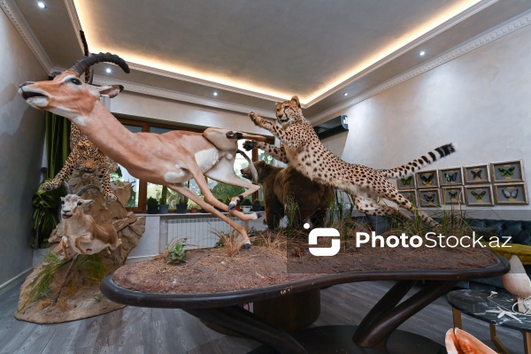 Dünyanın müxtəlif ölkələrindən toplanan ov kolleksiyası