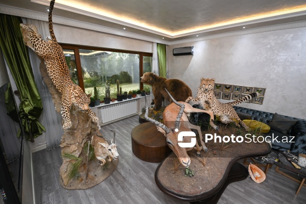 Dünyanın müxtəlif ölkələrindən toplanan ov kolleksiyası