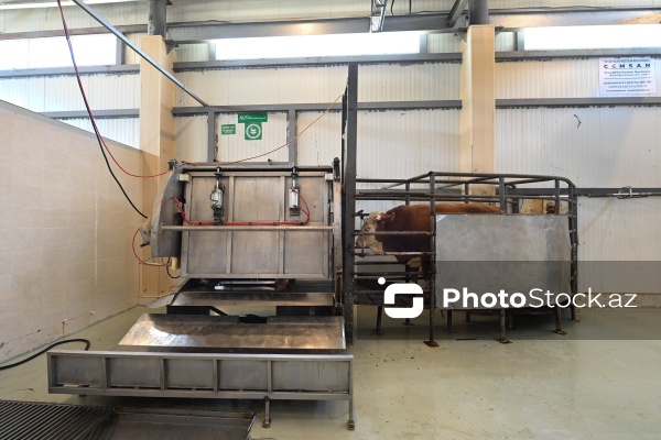 Heyvan kəsimi məntəqəsinə təşkil olunan infotur