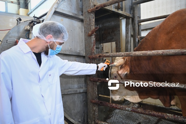 Heyvan kəsimi məntəqəsinə təşkil olunan infotur