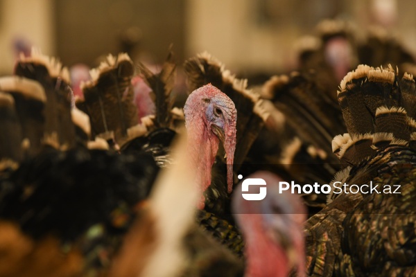 Yüksək qida dəyərinə malik olan hind quşları