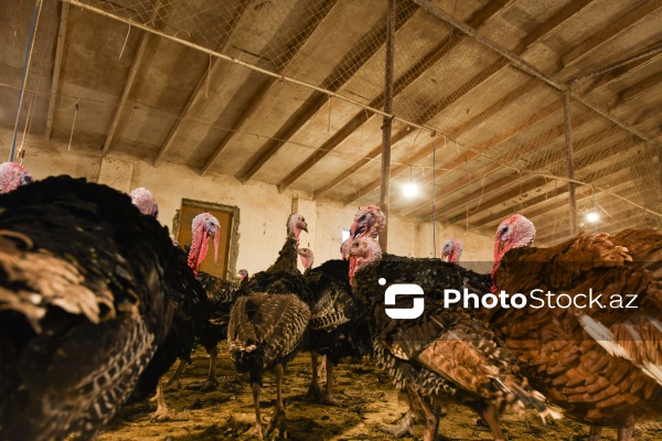 Yüksək qida dəyərinə malik olan hind quşları