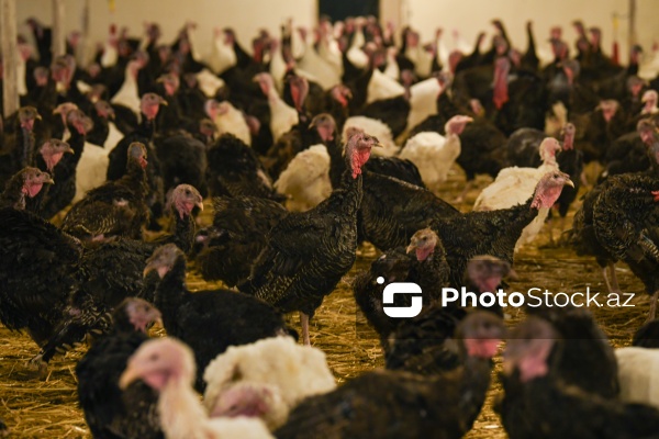 Yüksək qida dəyərinə malik olan hind quşları