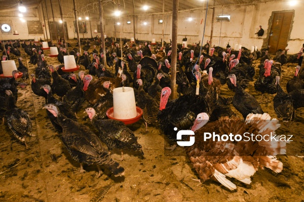 Yüksək qida dəyərinə malik olan hind quşları