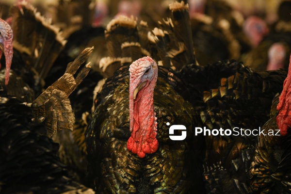 Yüksək qida dəyərinə malik olan hind quşları