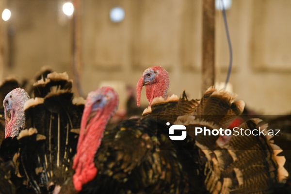 Yüksək qida dəyərinə malik olan hind quşları