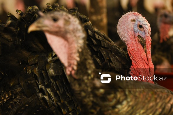 Yüksək qida dəyərinə malik olan hind quşları