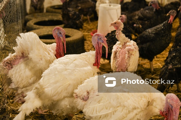 Yüksək qida dəyərinə malik olan hind quşları