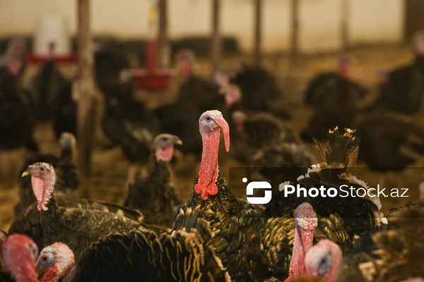 Yüksək qida dəyərinə malik olan hind quşları