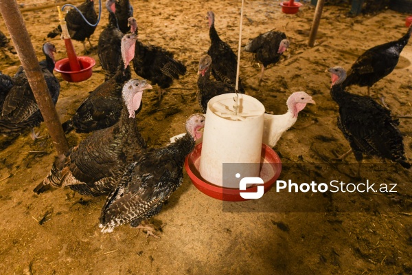 Yüksək qida dəyərinə malik olan hind quşları