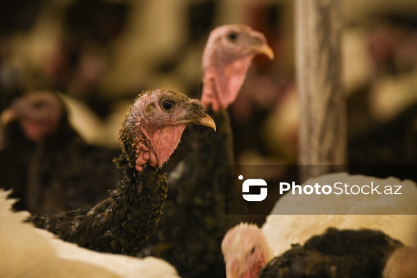 Yüksək qida dəyərinə malik olan hind quşları