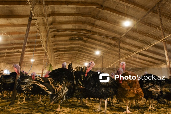 Yüksək qida dəyərinə malik olan hind quşları