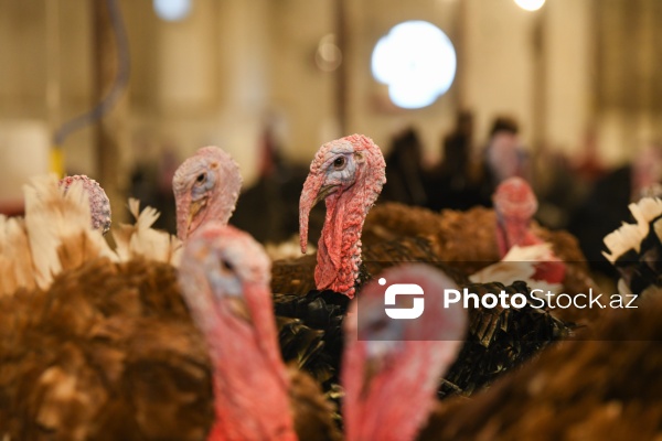 Yüksək qida dəyərinə malik olan hind quşları