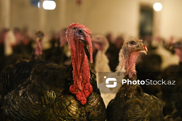 Yüksək qida dəyərinə malik olan hind quşları