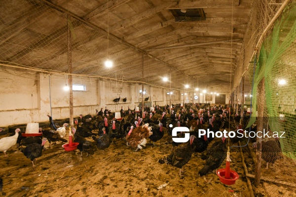 Yüksək qida dəyərinə malik olan hind quşları