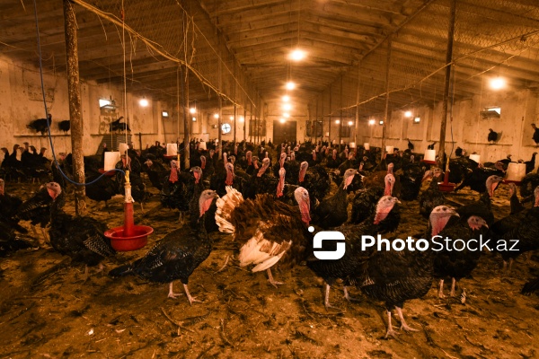 Yüksək qida dəyərinə malik olan hind quşları