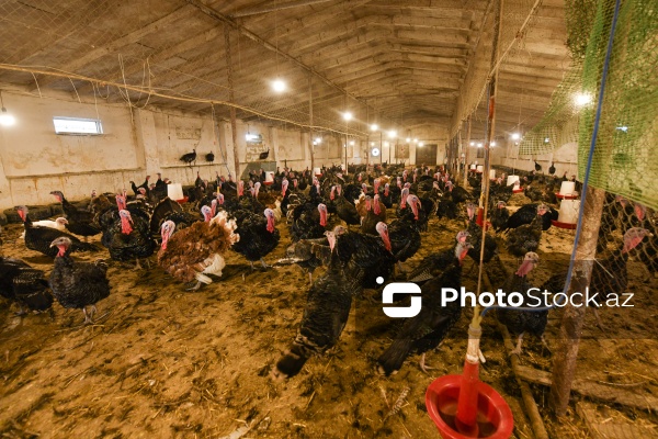 Yüksək qida dəyərinə malik olan hind quşları