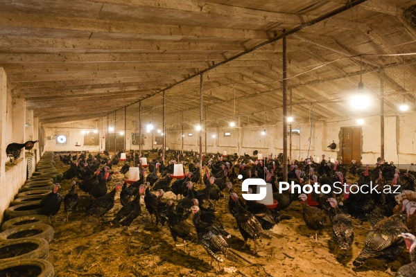 Yüksək qida dəyərinə malik olan hind quşları