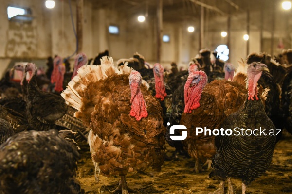 Yüksək qida dəyərinə malik olan hind quşları