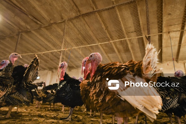 Yüksək qida dəyərinə malik olan hind quşları