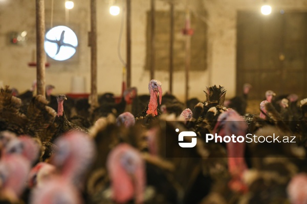 Yüksək qida dəyərinə malik olan hind quşları