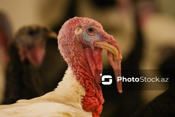 Yüksək qida dəyərinə malik olan hind quşları