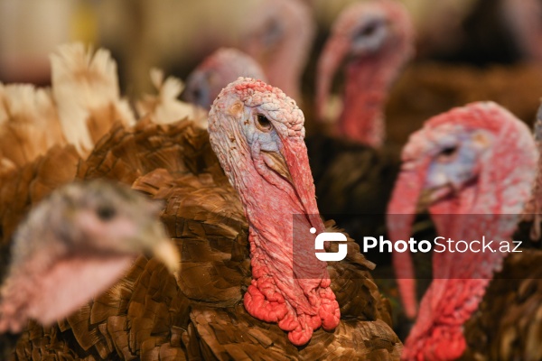 Yüksək qida dəyərinə malik olan hind quşları