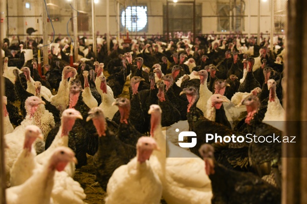 Yüksək qida dəyərinə malik olan hind quşları