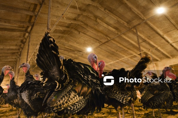 Yüksək qida dəyərinə malik olan hind quşları