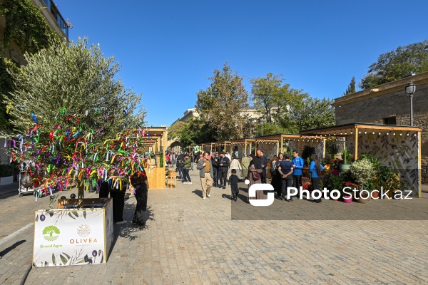 İçərişəhərdə keçirilən Zeytun Festivalı