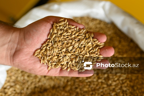 İmişli rayonuna təşkil olunan mediatur