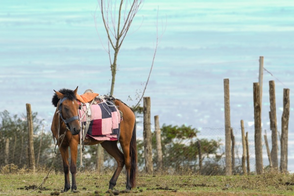 İribuynuzlu və xırdabuynuzlu heyvanlar