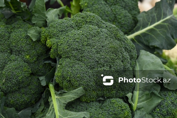 Kənd Təsərrüfatı Nazirliyinin təşkil etdiyi "Mövsüm yarmarkası"