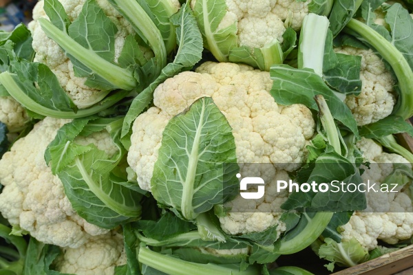 Kənd Təsərrüfatı Nazirliyinin təşkil etdiyi "Mövsüm yarmarkası"