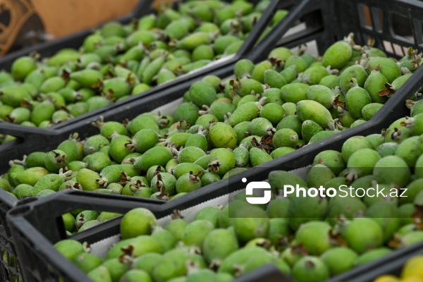 Kənd Təsərrüfatı Nazirliyinin təşkil etdiyi "Mövsüm yarmarkası"