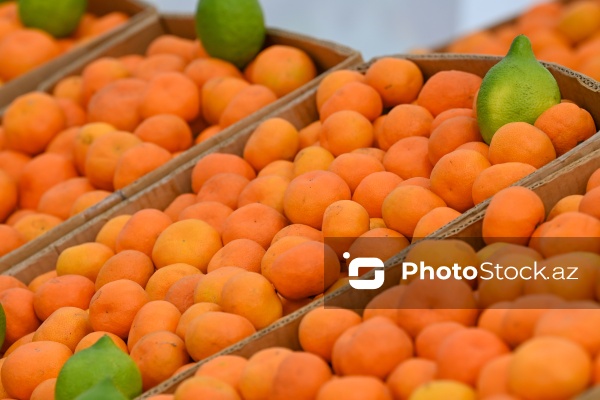 Kənd Təsərrüfatı Nazirliyinin təşkil etdiyi "Mövsüm yarmarkası"