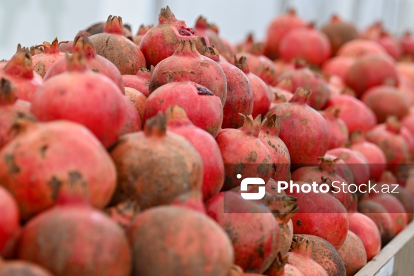 Kənd Təsərrüfatı Nazirliyinin təşkil etdiyi "Mövsüm yarmarkası"