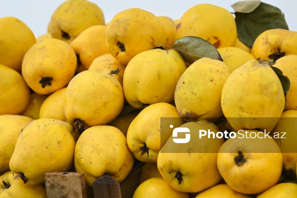 Kənd Təsərrüfatı Nazirliyinin təşkil etdiyi "Mövsüm yarmarkası"