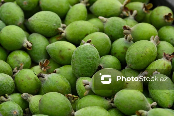 Kənd Təsərrüfatı Nazirliyinin təşkil etdiyi "Mövsüm yarmarkası"
