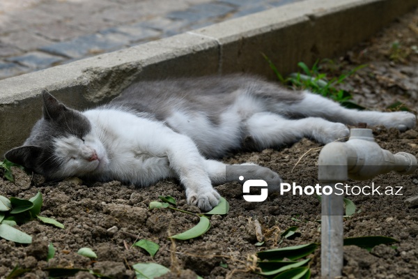 Küçədə sahibsiz qalmış sevimli pişiklər