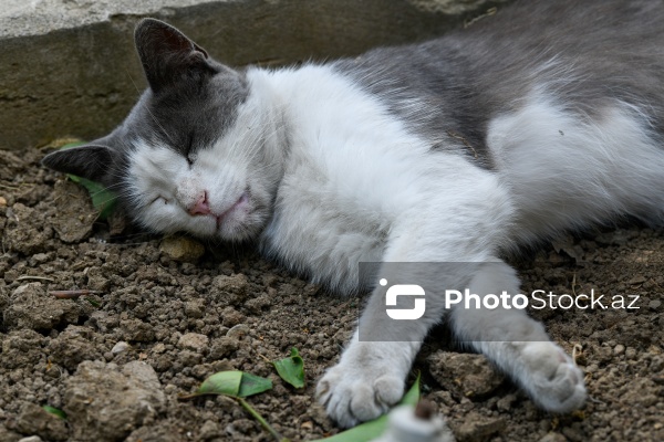 Küçədə sahibsiz qalmış sevimli pişiklər