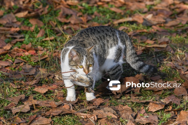 Küçədə sahibsiz qalmış sevimli pişiklər