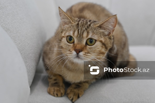 Müxtəlif ev heyvanları üçün nəzərdə tutulmuş gözəllik salonu