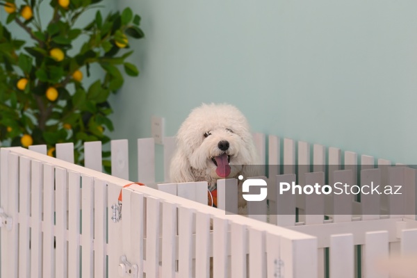 Müxtəlif ev heyvanları üçün nəzərdə tutulmuş gözəllik salonu
