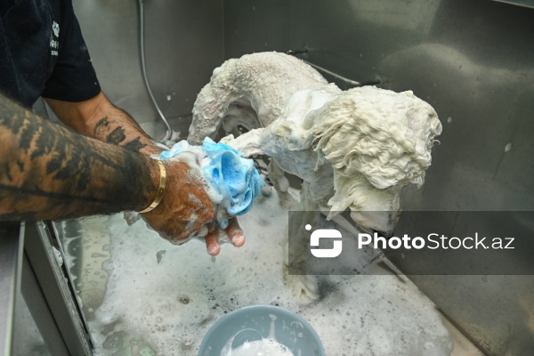 Müxtəlif ev heyvanları üçün nəzərdə tutulmuş gözəllik salonu