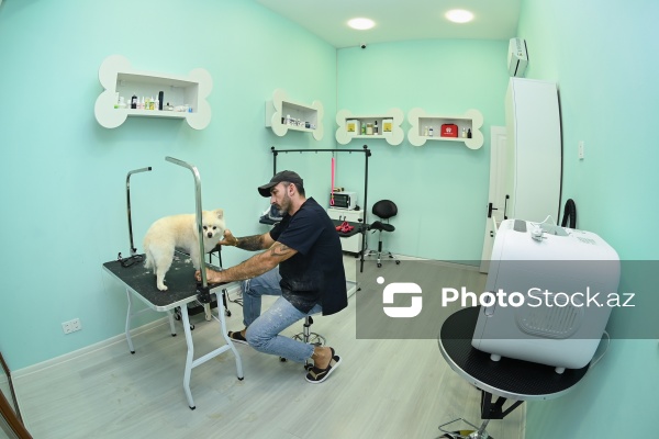 Müxtəlif ev heyvanları üçün nəzərdə tutulmuş gözəllik salonu