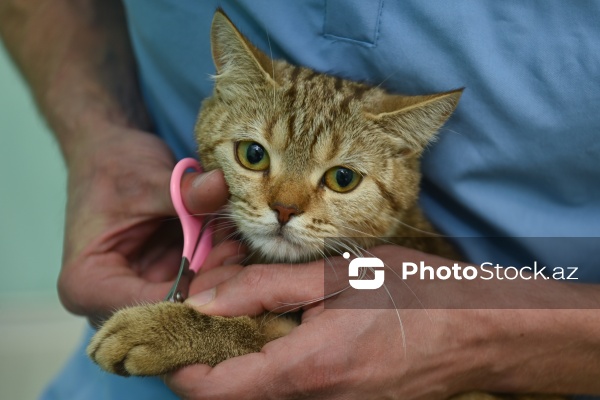 Müxtəlif ev heyvanları üçün nəzərdə tutulmuş gözəllik salonu