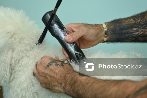 Müxtəlif ev heyvanları üçün nəzərdə tutulmuş gözəllik salonu