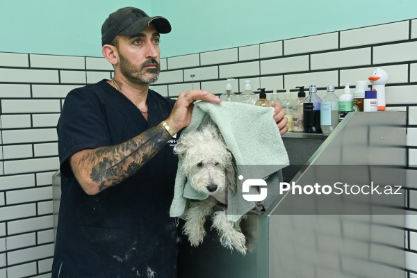 Müxtəlif ev heyvanları üçün nəzərdə tutulmuş gözəllik salonu