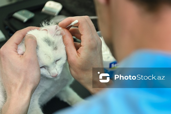 Müxtəlif ev heyvanları üçün nəzərdə tutulmuş gözəllik salonu